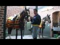 Kwpn royal dutch sports horses