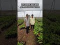 🌹 ગુલાબની પ્લાન્ટ નર્સરીનો સંપૂર્ણ રિવ્યુ