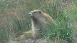 7-25-26_Olympic marmot_Hurricane Ridge_Obstruction Road area