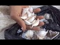 اسهل طريقه لزراعه الثوم بخطوات سهله  Garlic cultivation method in Egypt