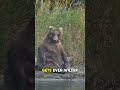 How Bears Remember Food for YEARS 🐻 (Insane Memory!)