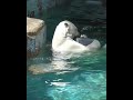 まったりタイム最初と最期はカメラ目線#天王寺動園#ホウちゃん#ホッキョクグマ#シロクマ