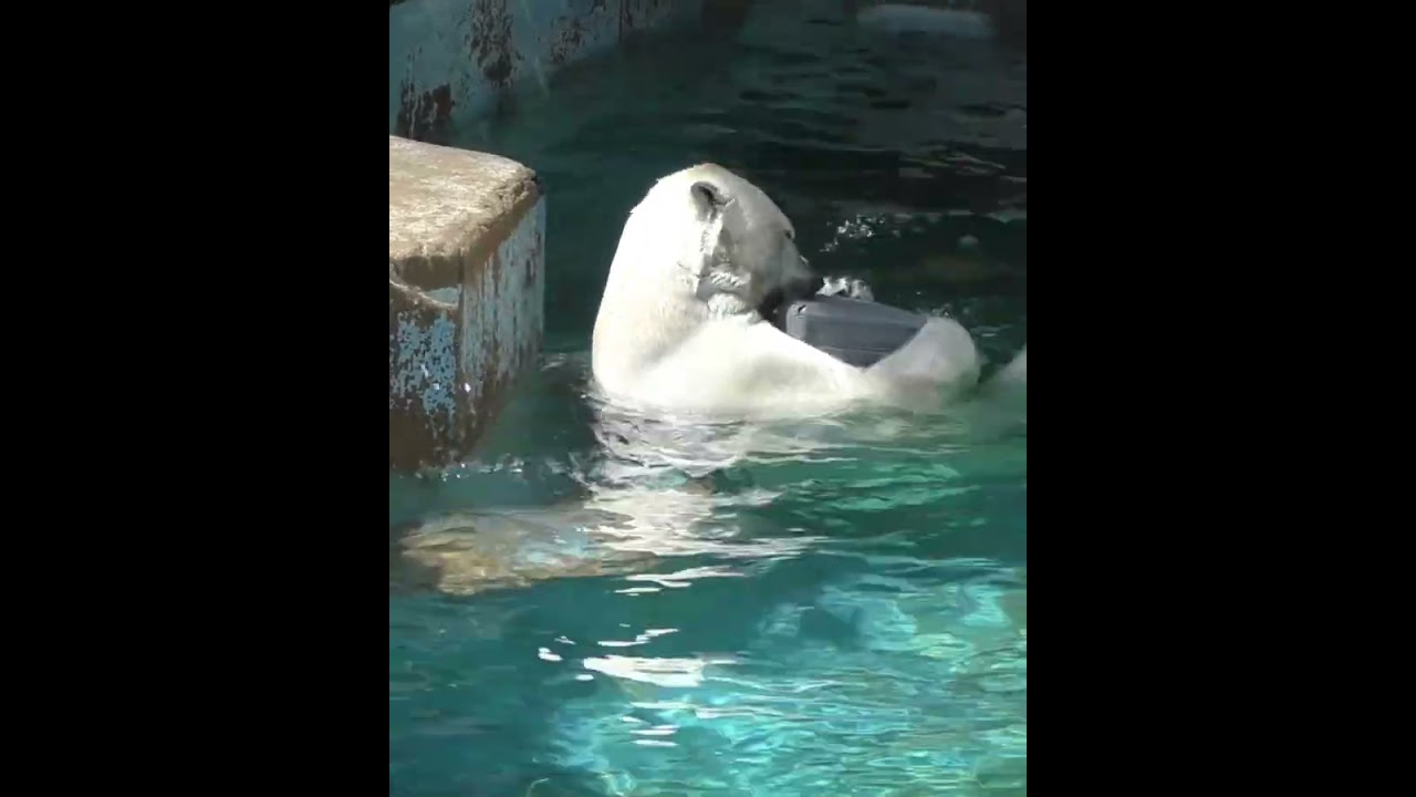 まったりタイム最初と最期はカメラ目線#天王寺動園#ホウちゃん#ホッキョクグマ#シロクマ
