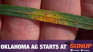 Leaf & Stripe Rust Increasing (5/22/21)