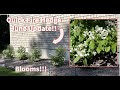 Quick Fire Hydrangea June Update!  Blooms!!