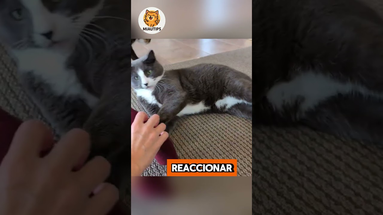 3 razones sorprendentes por las que tu gato te muerde