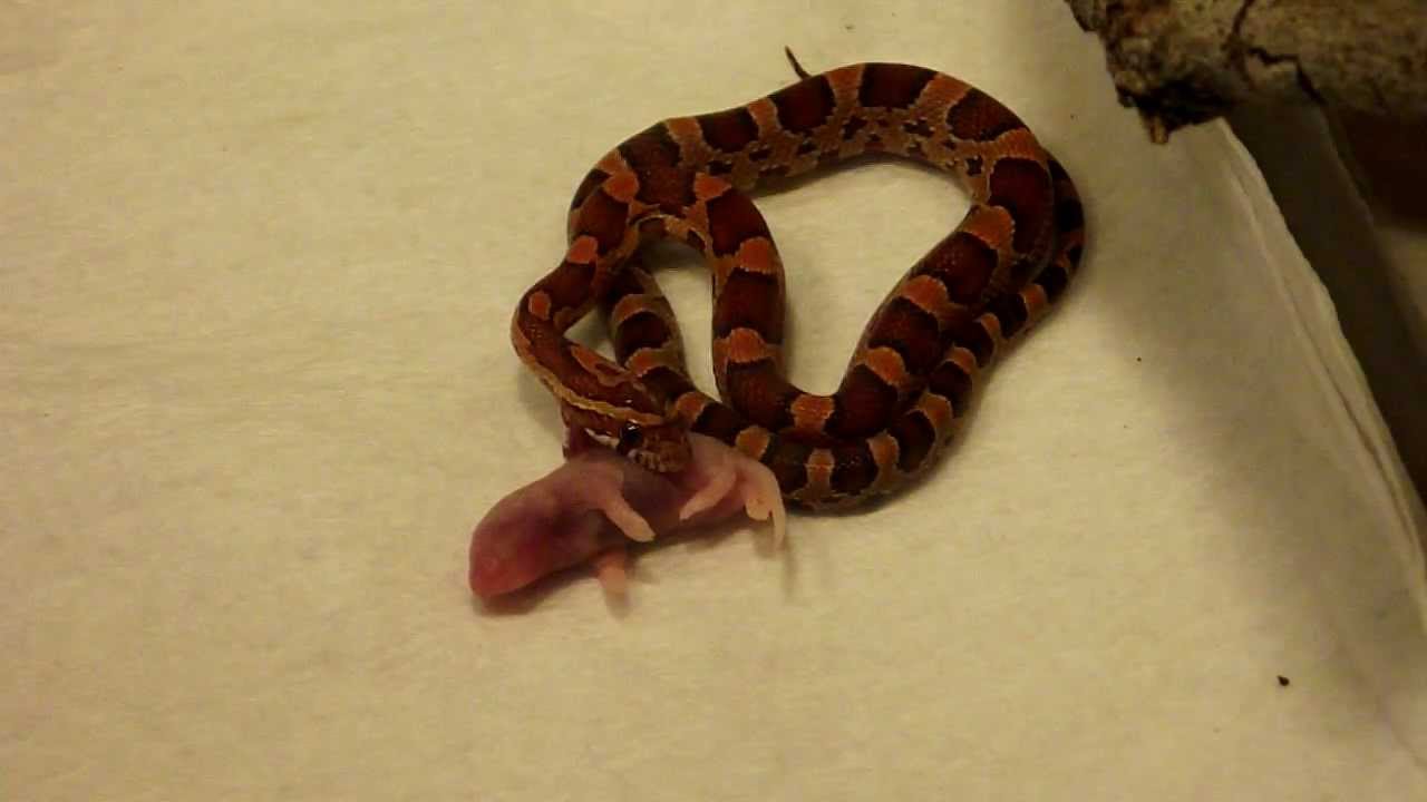 corn snake morphs Corn Snake Feeding