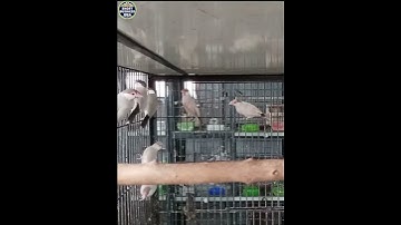 Fawn Java😘😍 #shorts #viralshorts