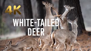 Change By Jordane Tumarinson - White-Tailed Deer Music Video