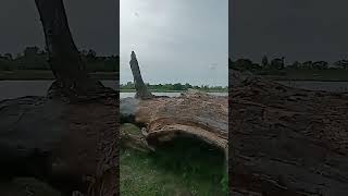 Жарим шашлыки на Одре Вроцлав #shortv #nature #польша #travel #sho #shors #shortvideo #жизньвпольше