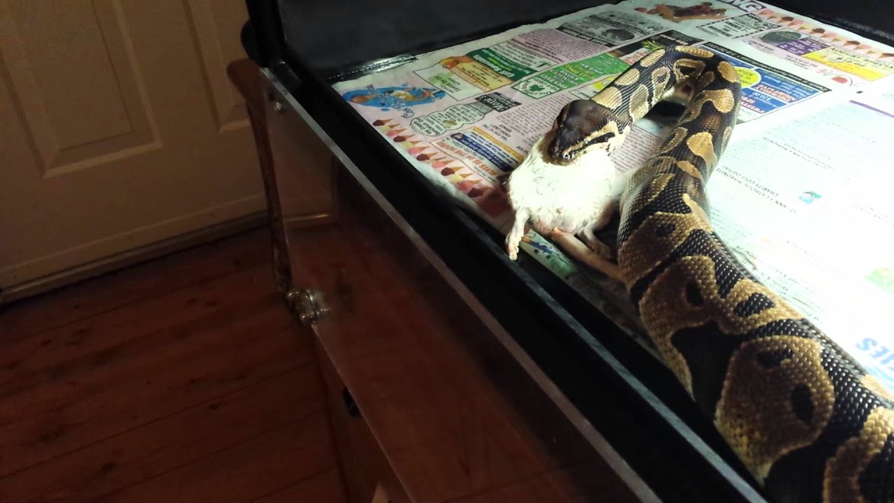 snake oil Ball python feeding 8/28