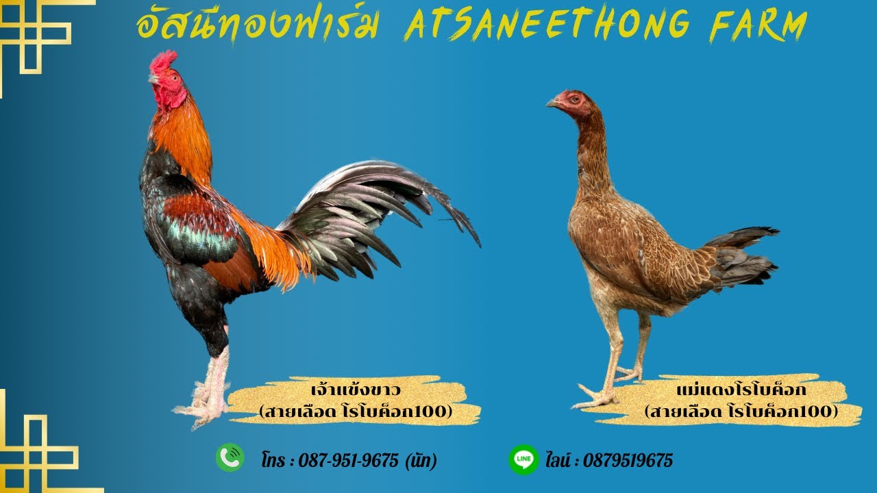 โรโบค็อก X โรโบค็อก | โดย อัสนีทองฟาร์ม