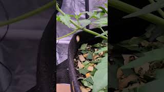 Kings Juice(Day 3) Pine Auto(Day 25) #livingsoil #buildasoil #homegrown #cannabiscommunity
