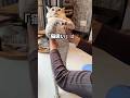 元野良猫くう｜撫でられるのは好きだけど…