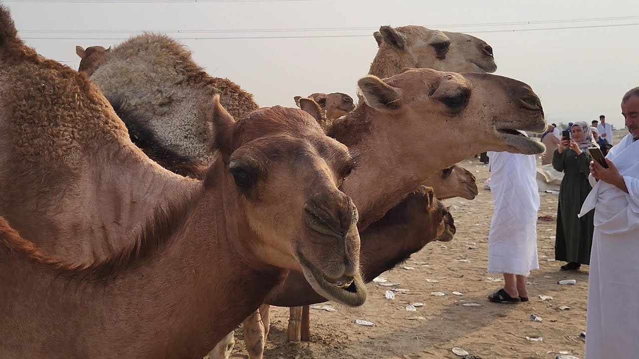 Saudi Arabia Vlog 4k 60 Fps