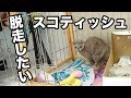 はじめての探検。ゲージから出して欲しい猫First exploration. A cat you want to get out of the gauge #山田猫 #猫まみれ