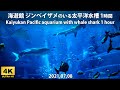 海遊館 ジンベイザメのいる太平洋水槽 | 固定カメラ1時間 | Kaiyukan Pacific aquarium with whale shark | Fixed camera 1 hour 4K