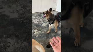 Medium Dog Love w new dog Rocky and regulars Luna, Kona, Destiny, Shilo, Nomi, Lucky, Hee-On…