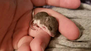 Woman raises baby mouse left all alone in the world