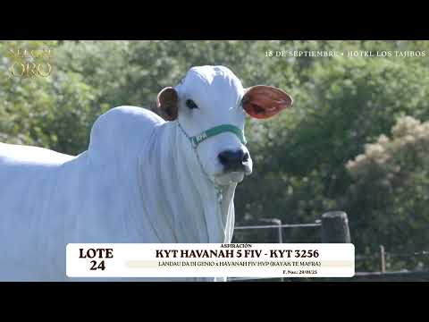 LOTE 24   KYT HAVANAH 5 FIV