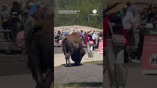 These People Got Way Too Close To Bison!
