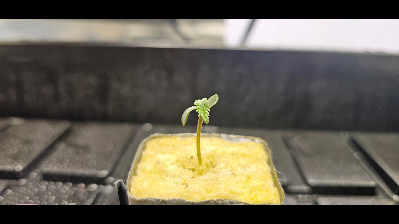 Саженец черной вишни сорта "Содовая"