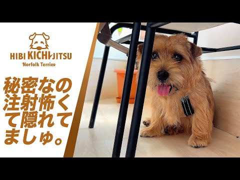 愛犬キチ 混合ワクチン注射の日 【 dog ノーフォークテリア norfolkterrier 動物病院 vaccine】