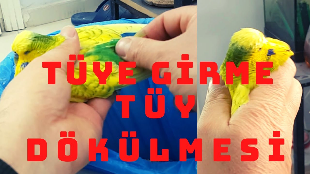 TÜYE GİREN MUHABBET KUŞU TEDAVİSİ, MUHABBET KUŞU TÜY DÖKÜMÜ