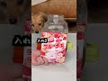 愛犬に材料選ばせて特製ドリンク使ってみた!2日かけてちゃんと飲みます。