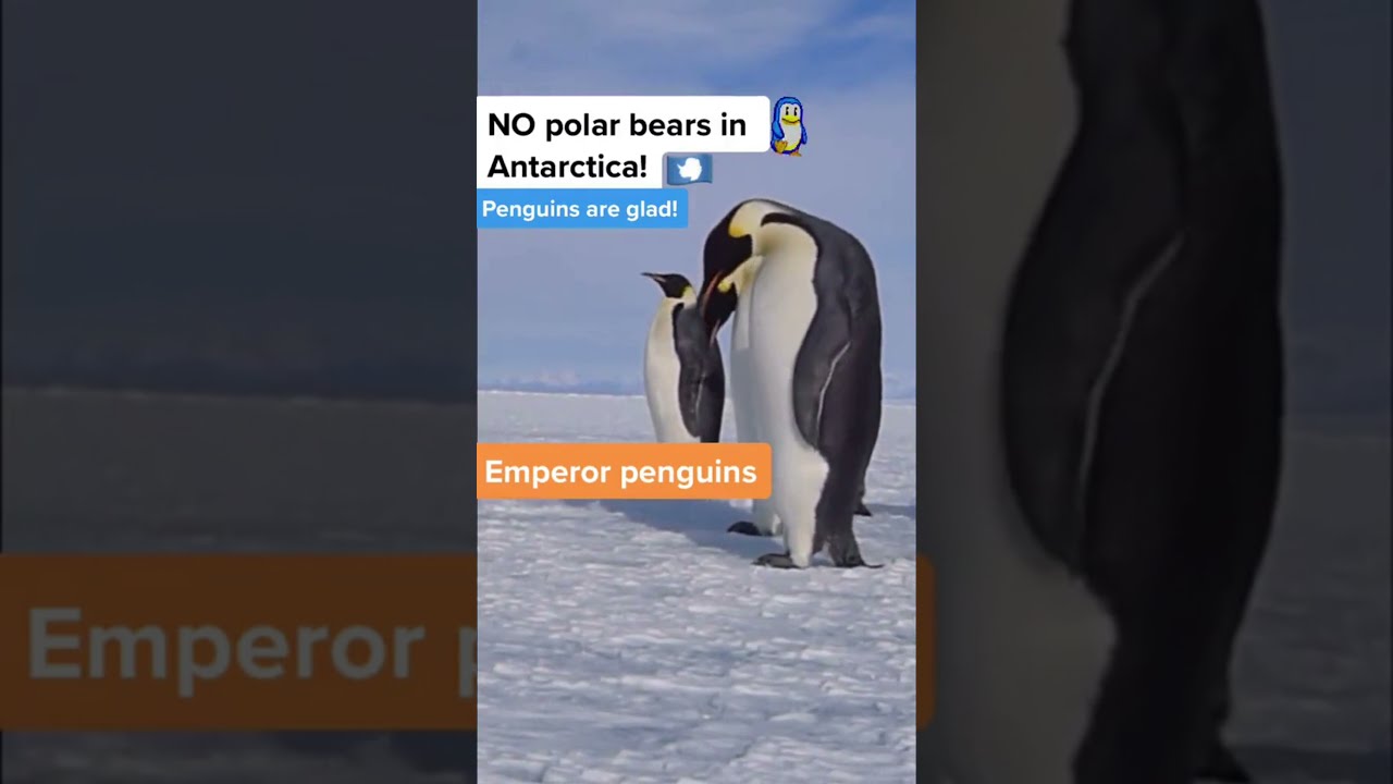 Penguins Live in Antarctica! (Polar Bears Live in the Arctic) | Bansho