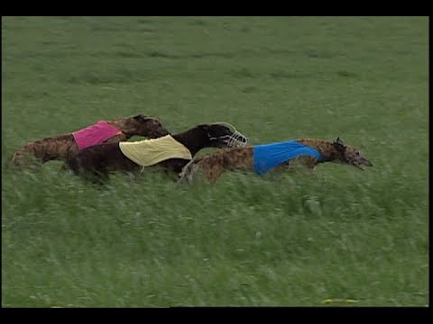 Video: Lure Coursing: Sporten För Hundar Som är Födda Att Jaga