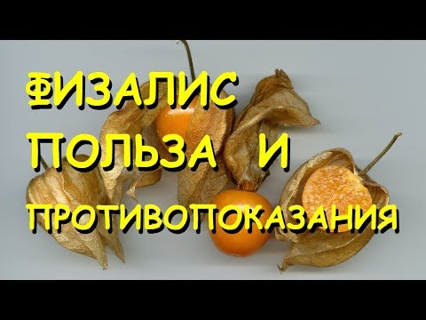 Физалис. Полезные свойства и противопоказания.