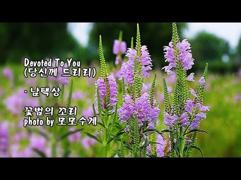 Devoted <strong>To</strong> You (당신께 드리리)/T. S <strong>Nam</strong> (남택상) &amp;amp; photo by 모모수계
