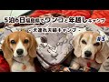 【キャンプ】5泊6日 ワンコとゴロゴロ寝正月 年越しキャンプ 2019-2020 #3 -犬連れ夫婦キャンプ-