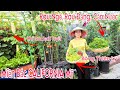 Chia sẻ chăm sóc Ngò ôm Rau đắng cần Nước Rau Ngổ Sau Khi Thu Hoạch Vườn Nhà ở Miền BẮC CALIFORNIA