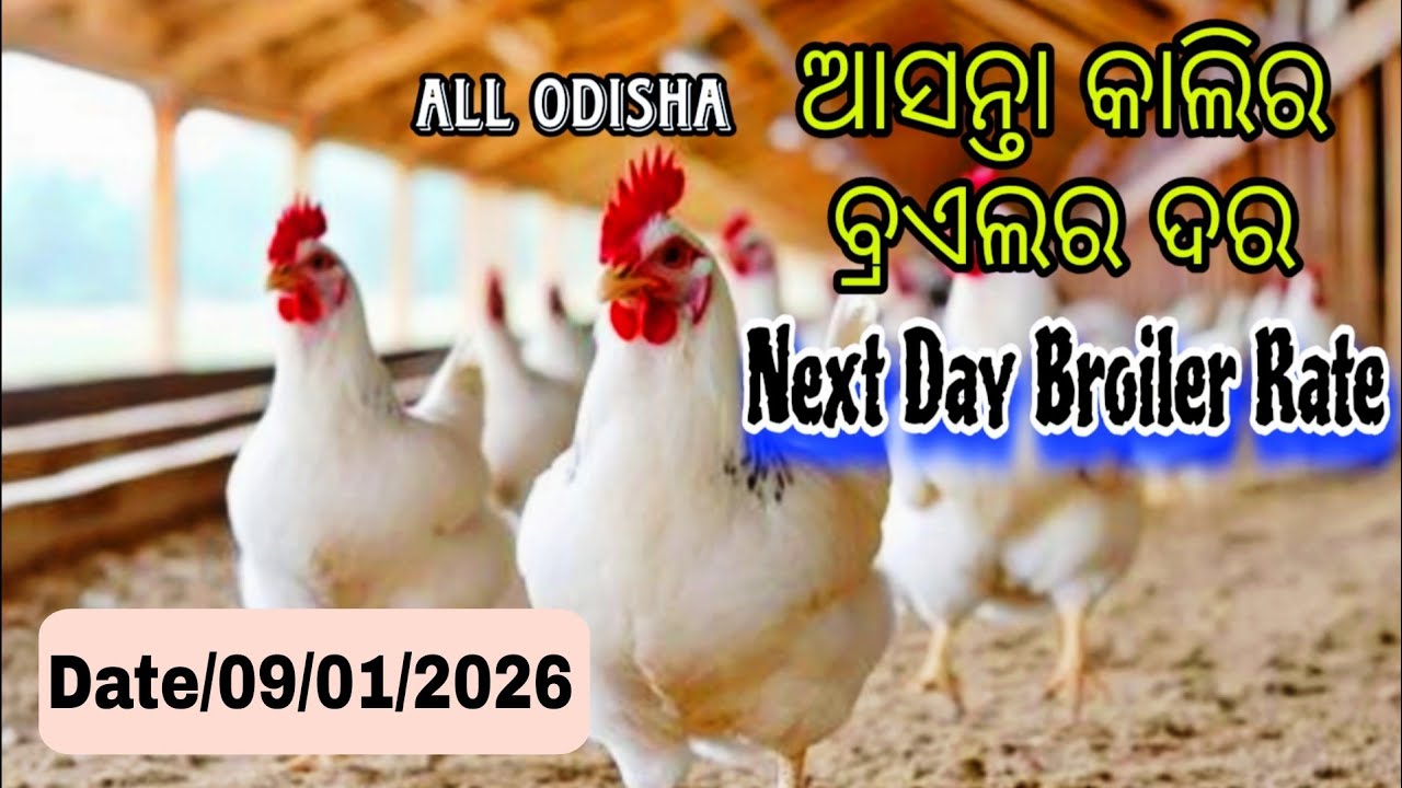 #AllOdishaNextDaybroilerRate