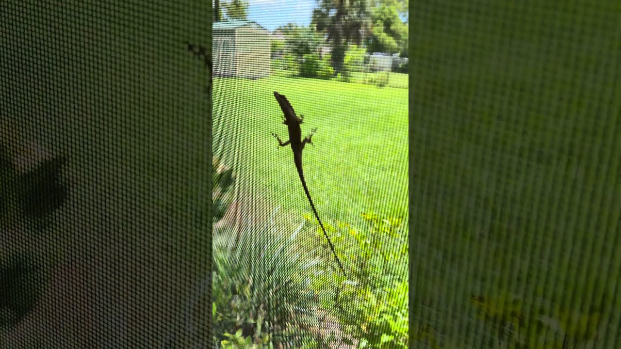 The Lanai Lizard Came Back to Confront Me Again