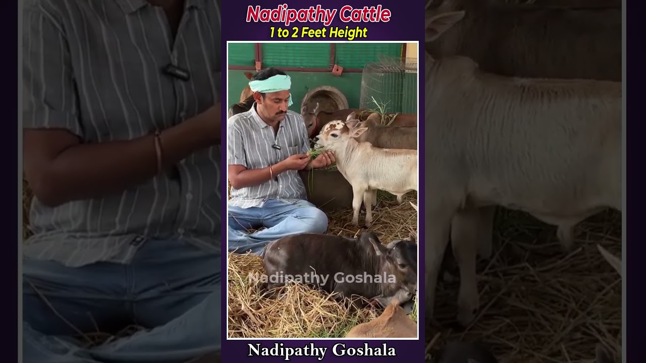 Friendly cute cows  #farm #animals #reels #india #goat #petsfarm #pets #free #games