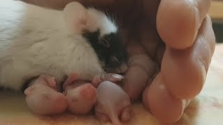 Amara in Baby Bliss, cute little mice