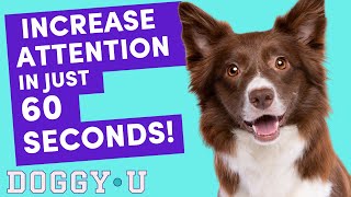 Get your DOG to PAY ATTENTION: Dog Training Foundations (for OFFLEASH and ENGAGEMENT)