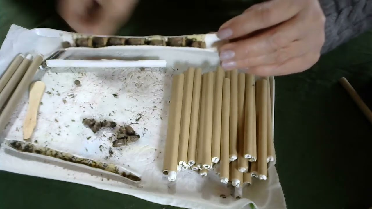 MASON BEES  -  Cleaning Mason Bee Cocoons