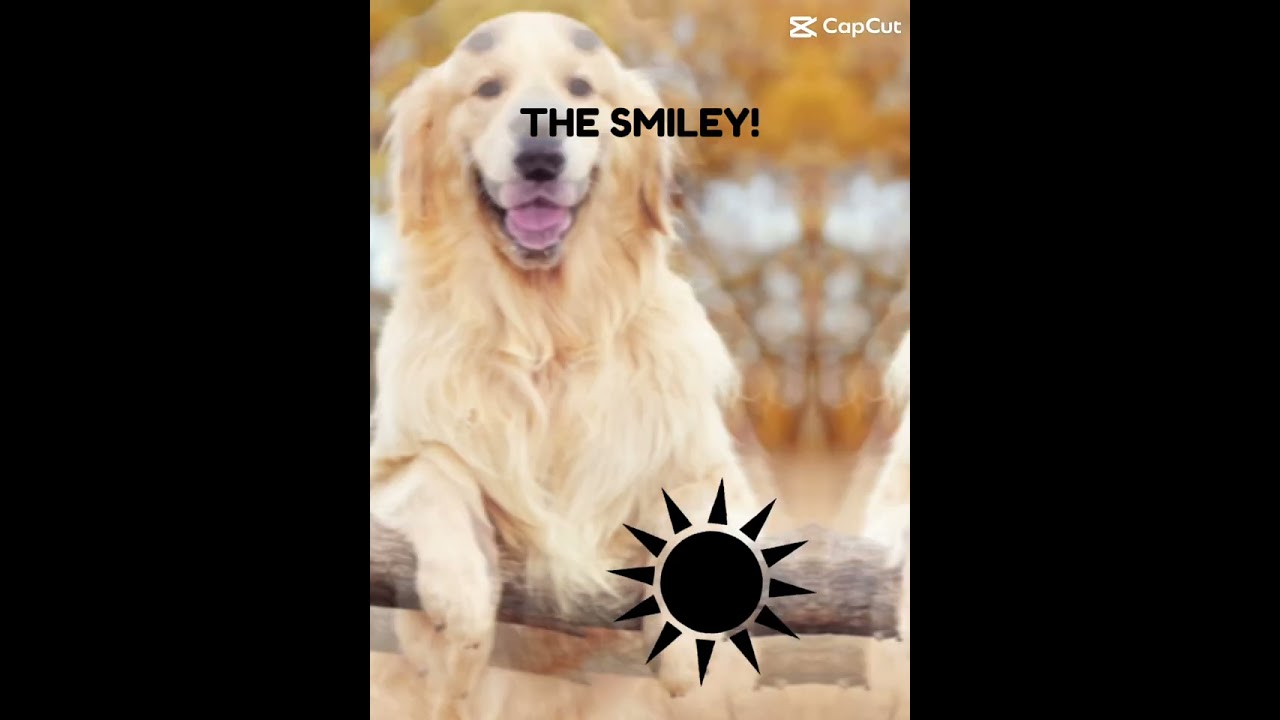 I’m a dog lover!🩷❤️