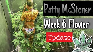 3x3 Weed Grow tent Marijuana Clone SCROG Series Week 6 Flower Update