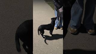 You need to do good deeds#dogs#dog#dogscats#dogshorts#doglife#1000subscriber#помощьбездомным#собаки