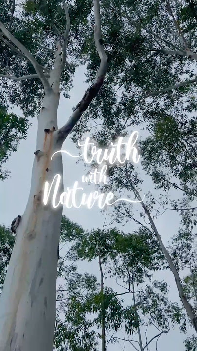 The Agony of Evil 😣👿: Why Wrongdoers Suffer in This Life and the Next | Dhammapada Verse 15