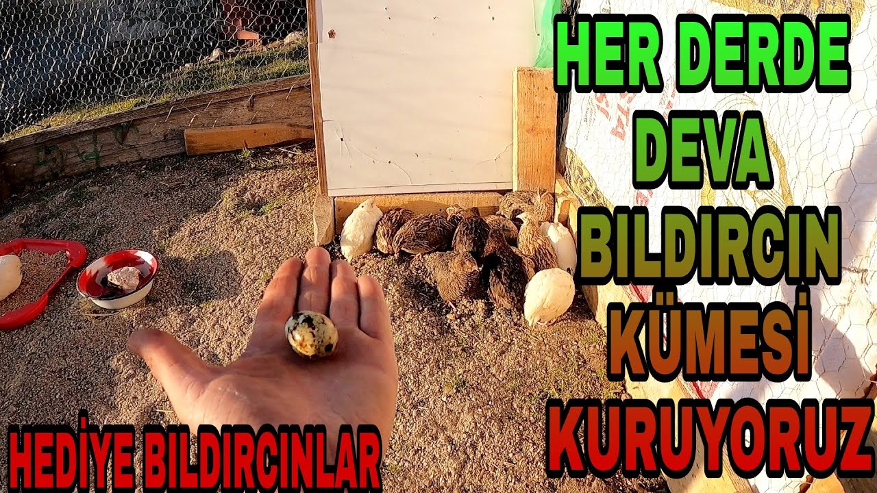 BILDIRCIN KÜMESİ KURUYORUZ|ANNEMİN HASTALIGINA İYİ GELEÇEK HEDİYE BILDIRCINLAR