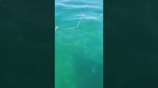 Trasmallos en la costa de Casares, Málaga