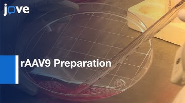 rAAV9 Preparation To Overexpress Or Knockdown Genes In Mouse Hearts