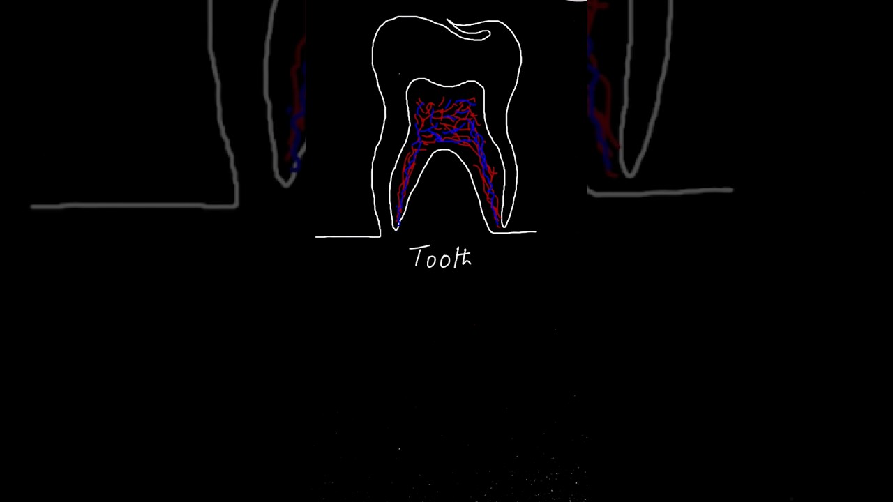 Tooth drawing in one stroke 