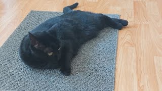 kitty cat just gonna relax on this rug